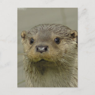 Giant River Otter Postcard Vykort