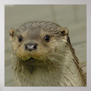 Giant River Otter Poster