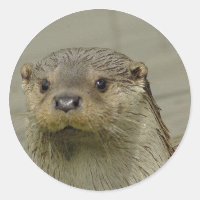 Giant River Otter Stickers Runt Klistermärke (Framsida)