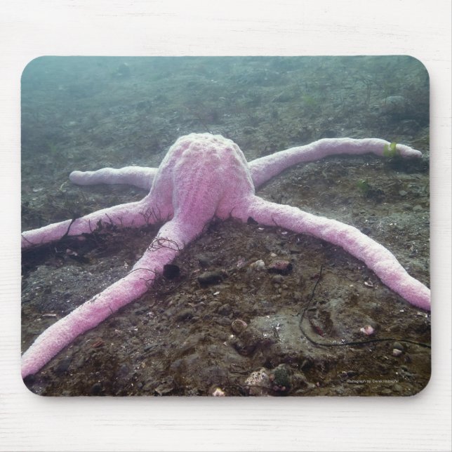 Giant Rosa Star Mousepad Musmatta (Framsidan)