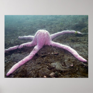 Giant Rosa Star (Pisaster brevispinus) Poster