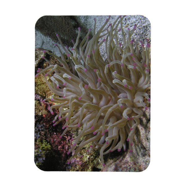 Giant Rosa tippade Anemone Magnet (Vertikal)