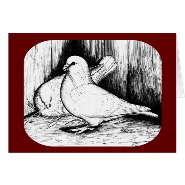 Giant Runt Pigeons OBS Kort (Framsidan Horizontal)