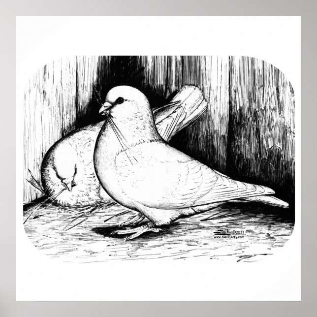 Giant Runt Pigeons Poster (Framsidan)