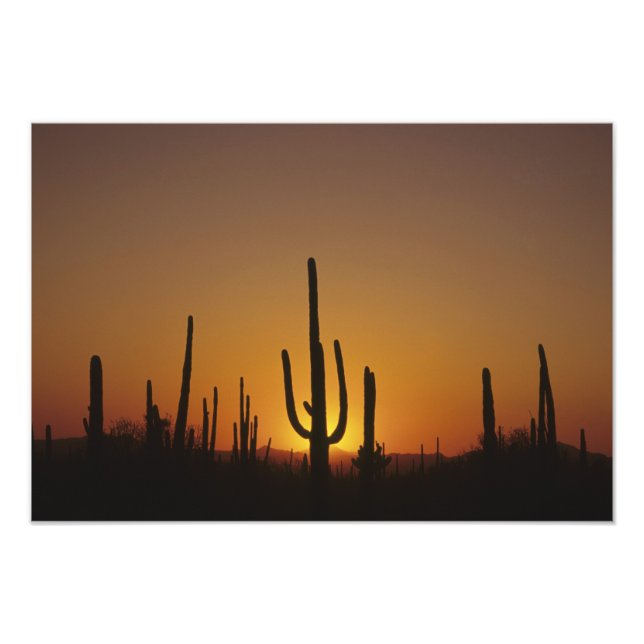 Giant saguaro cactus Cereus giganteus), Fototryck (Framsidan)