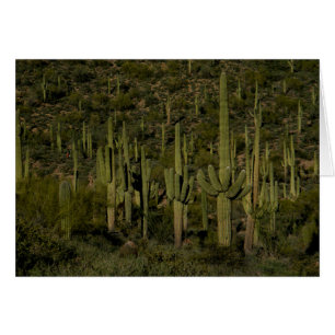 Giant Saguaro Cactus Forest Sonoran Desert Arizona Hälsningskort