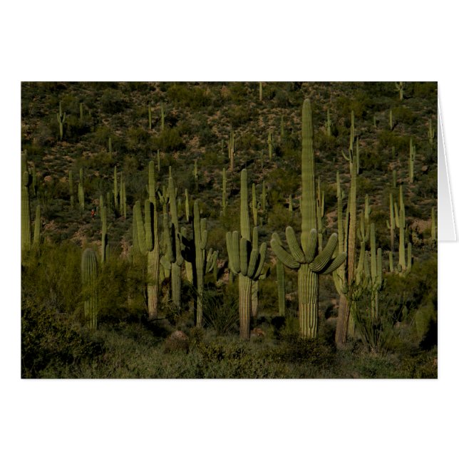 Giant Saguaro Cactus Forest Sonoran Desert Arizona Hälsningskort (Framsidan Horizontal)