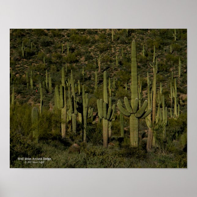 Giant Saguaro Cactus Forest Sonoran Desert Arizona Poster (Framsidan)