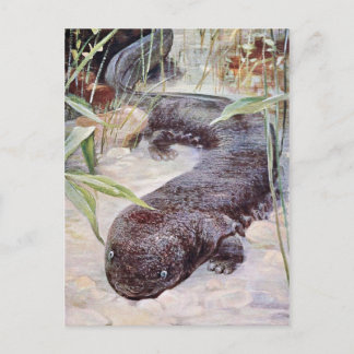 Giant Salamander Art Vykort