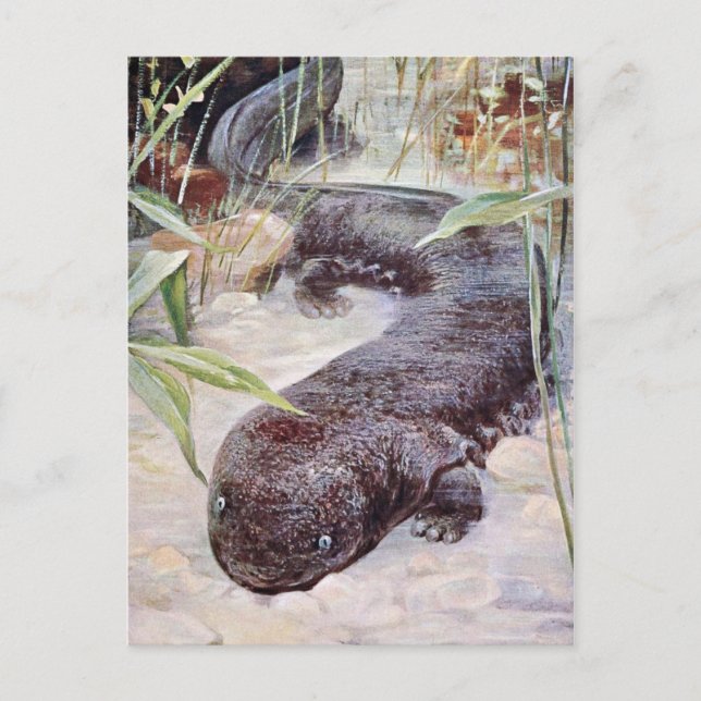 Giant Salamander Art Vykort (Framsida)