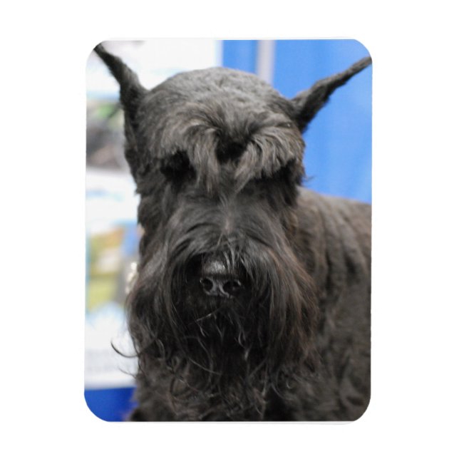 Giant Schnauzer Magnet (Vertikal)