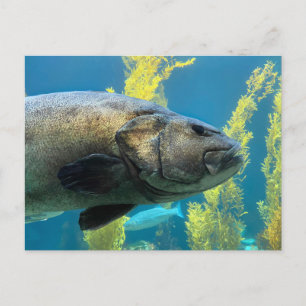 Giant Sea Bass Vykort