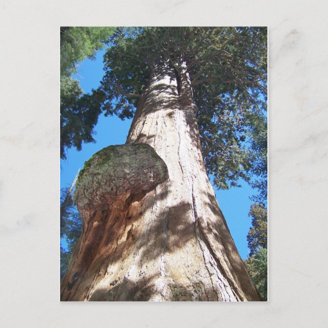 Giant Seqouia Vykort (Framsida)