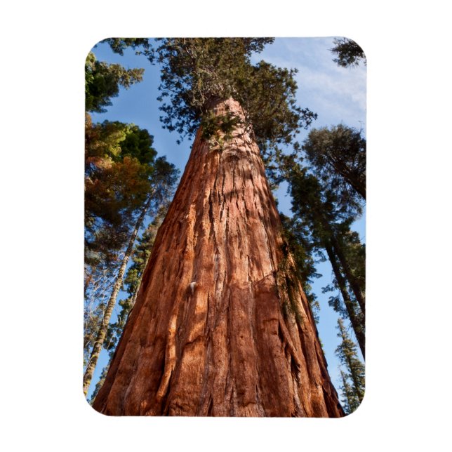 Giant Sequoia Ascends Magnet (Vertikal)
