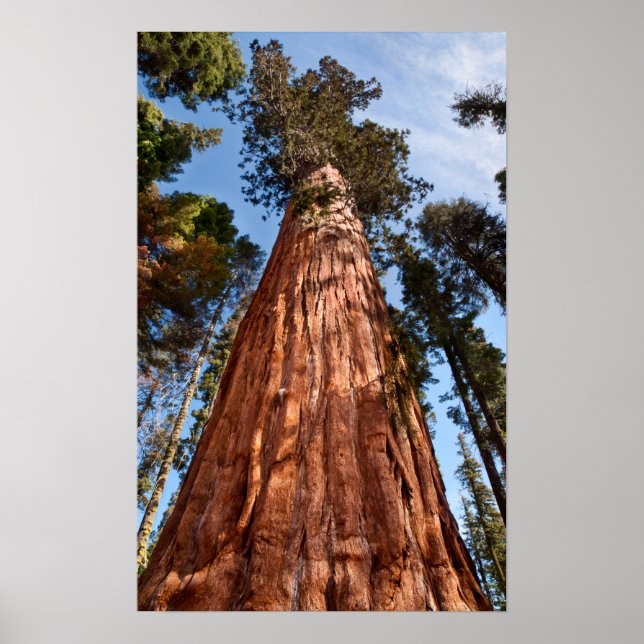 Giant Sequoia Ascends Poster (Framsidan)