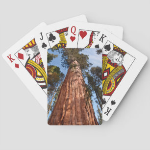 Giant Sequoia Ascons Casinokort