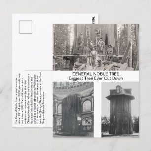 Giant Sequoia, Biggest Träd har någonsin minskat Vykort