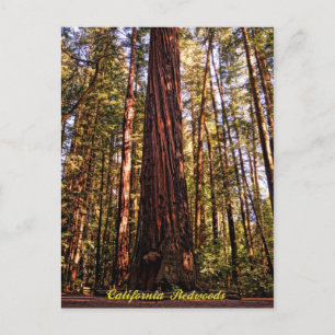 Giant Sequoia-California Redwood Postcard Vykort