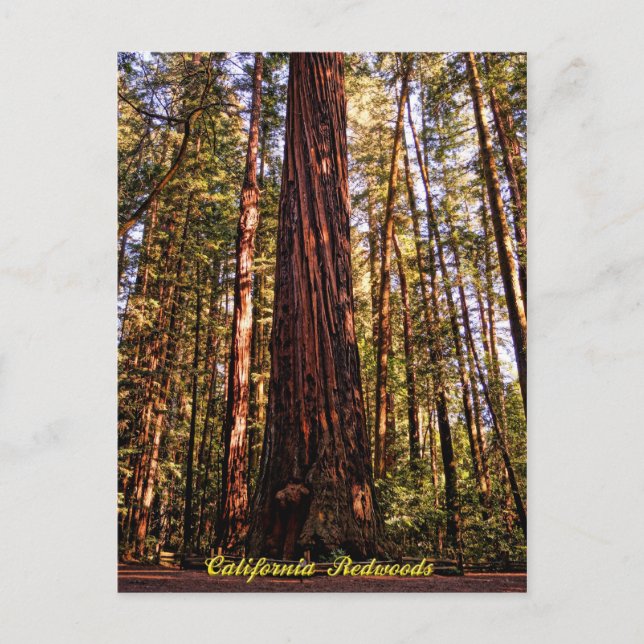 Giant Sequoia-California Redwood Postcard Vykort (Framsida)