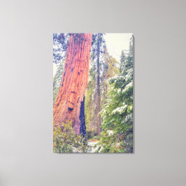 Giant Sequoia Canvastryck