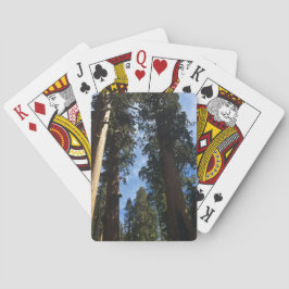 Giant Sequoia Casinokort