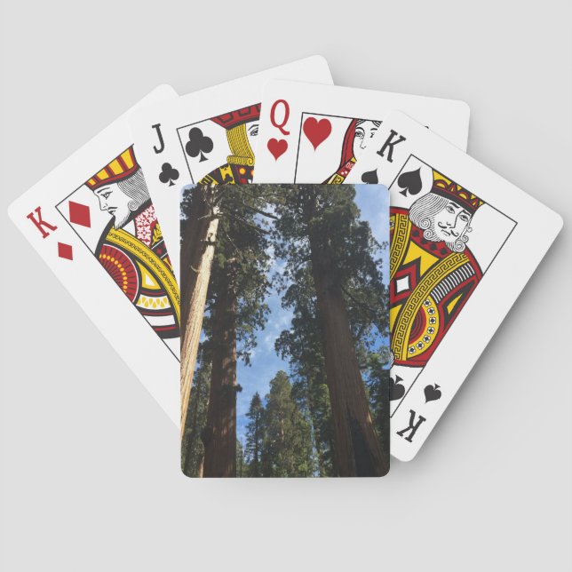 Giant Sequoia Casinokort (Baksidan)