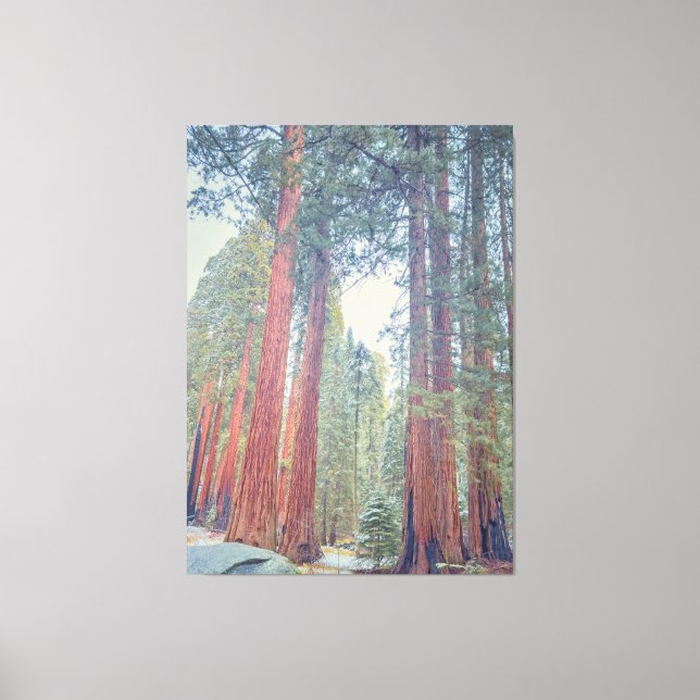 Giant Sequoia Forest Canvastryck (Framsida)