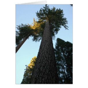 Giant Sequoia Hälsningskort