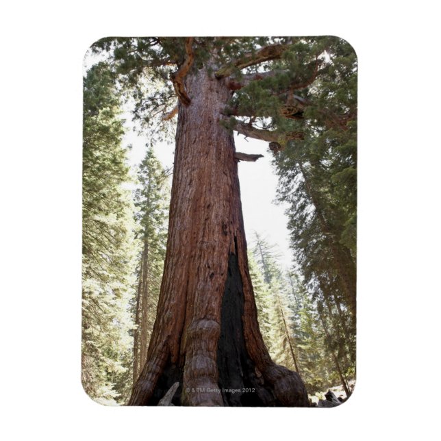 Giant Sequoia i Mariposa Grove i Yosemite Magnet (Vertikal)