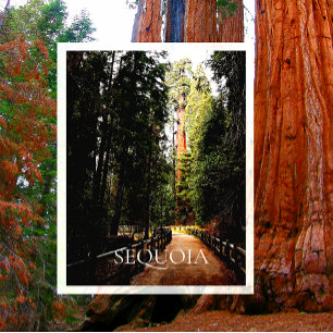 Giant Sequoia in Sunlight, Trail through Forest Vykort