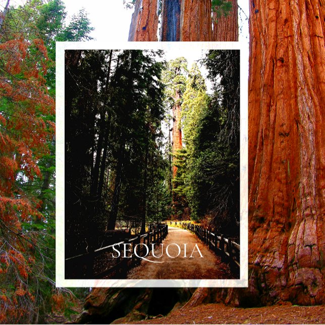 Giant Sequoia in Sunlight, Trail through Forest Vykort (Skapare uppladdad)