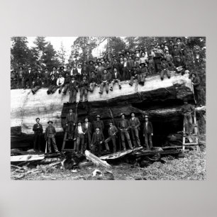 GIANT SEQUOIA LOG PORTRÄTT c. 1890 Poster