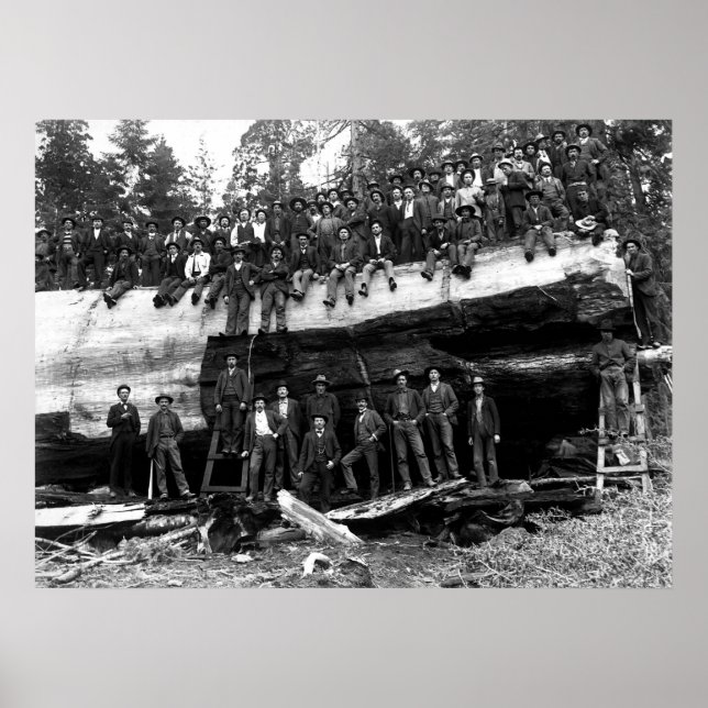 GIANT SEQUOIA LOG PORTRÄTT c. 1890 Poster (Framsidan)