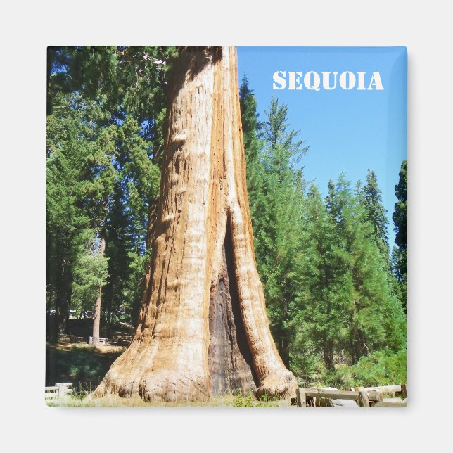 Giant Sequoia Magnet! Magnet (Framsidan)
