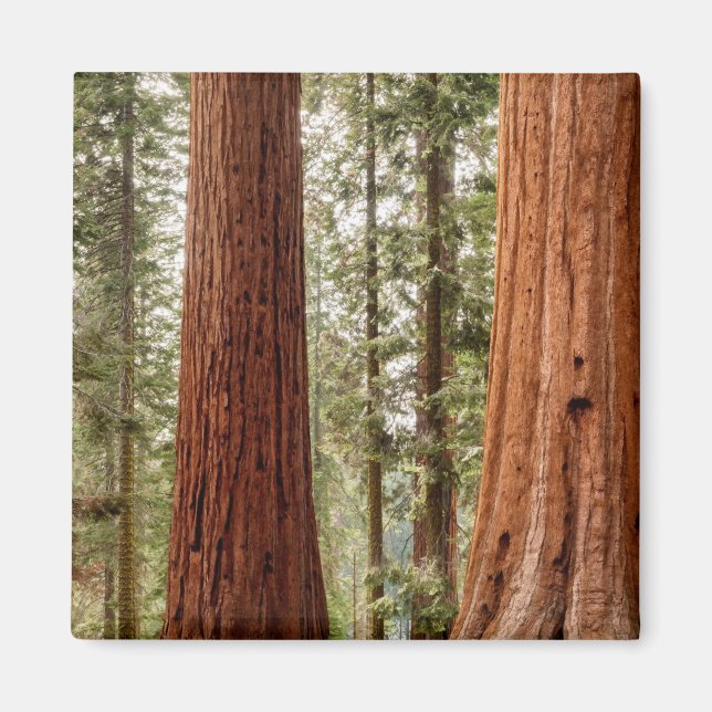 Giant Sequoia Panorama Magnet (Framsidan)