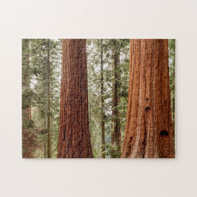 Giant Sequoia Panorama Pussel (Horisontell)