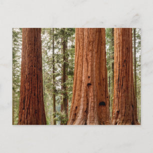 Giant Sequoia Panorama Vykort