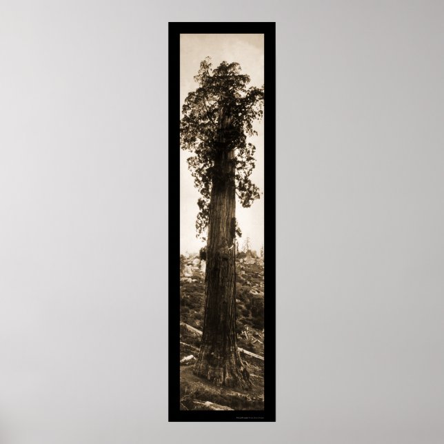 Giant Sequoia  Photo 1915 Poster (Framsidan)