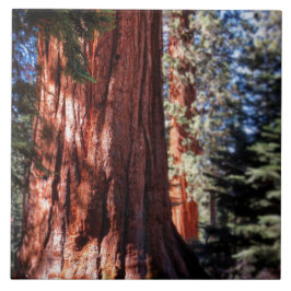 Giant Sequoia Photo Tile Kakelplatta