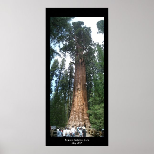 Giant Sequoia Poster (Framsidan)
