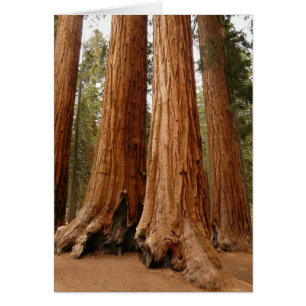 Giant Sequoia, Sequoia National Park, Kalifornien Hälsningskort