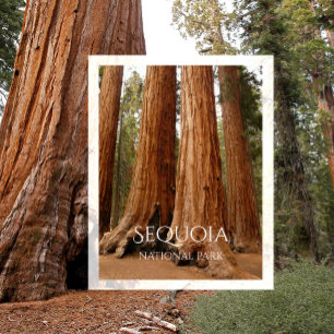 Giant Sequoia, Sequoia National Park, Kalifornien Vykort