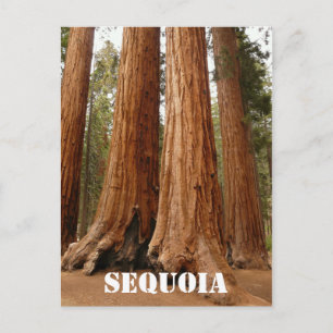 Giant Sequoia, Sequoia National Park Older Version Vykort