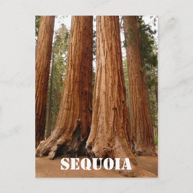 Giant Sequoia, Sequoia National Park Older Version Vykort (Framsida)