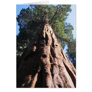 Giant Sequoia, Sequoias nationalpark OBS Kort