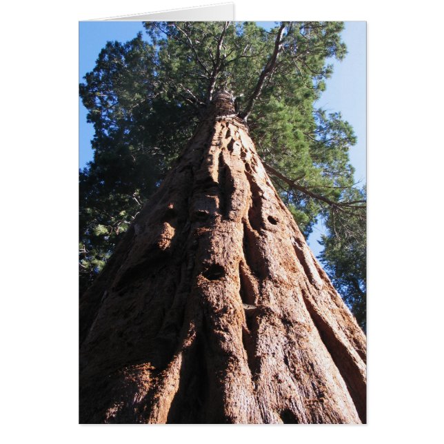 Giant Sequoia, Sequoias nationalpark OBS Kort (Framsidan)