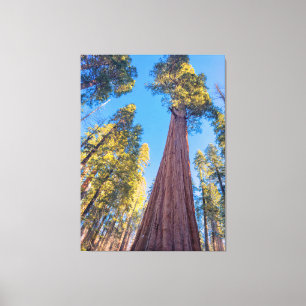 Giant Sequoia Träd Canvastryck