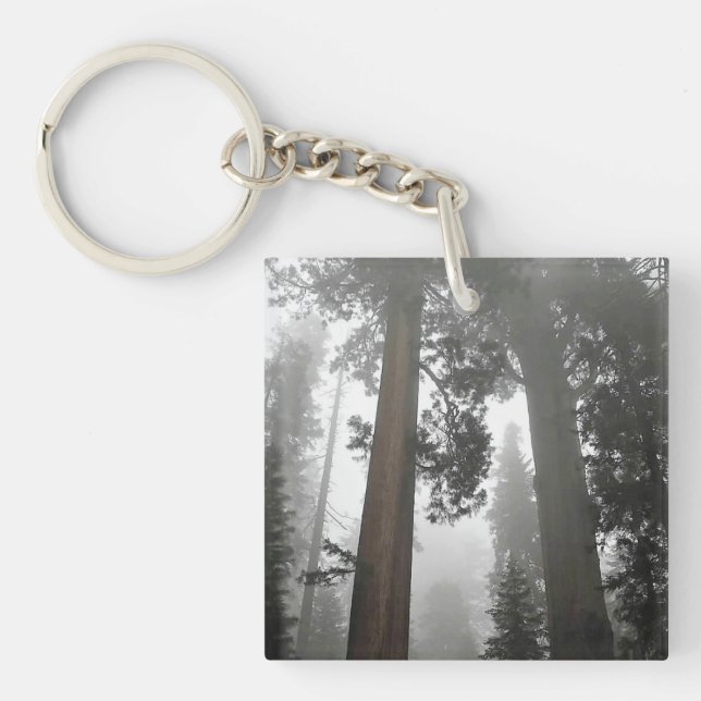 Giant Sequoia Träd i Fog, CA (Framsidan)