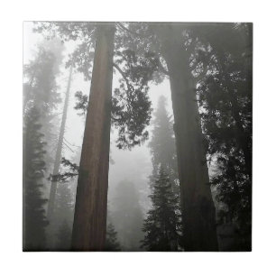 Giant Sequoia Träd i Fog, CA Kakelplatta