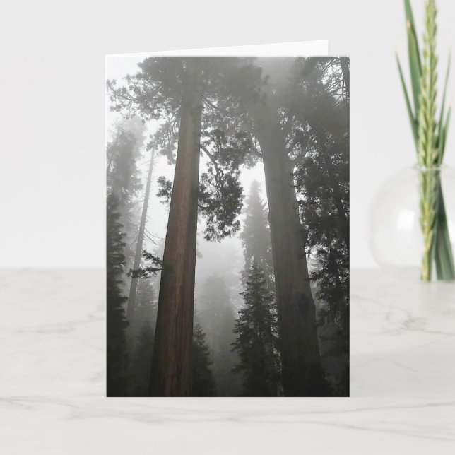 Giant Sequoia Träd i Fog, CA Kort (Framsida)